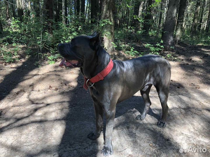 Кане Корсо вязка