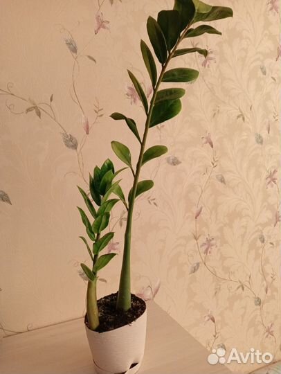 Замиокулькас