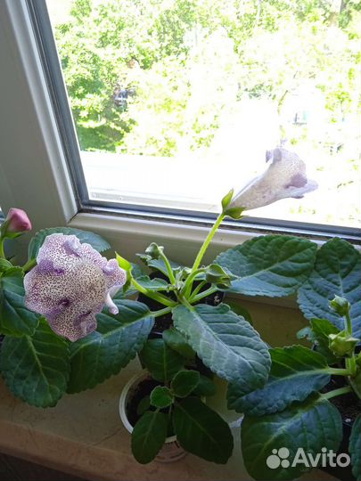 Глоксиния цветущая