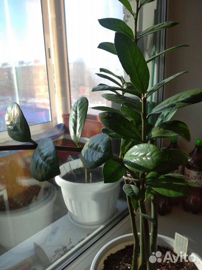 Замиокулькас