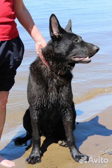 Волкособ. Вязка