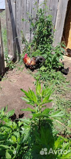 Малазийская серама