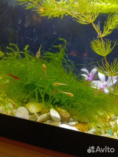 Анциструс Super Red