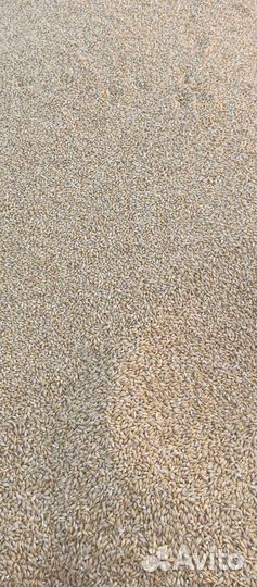 Продам ячмень