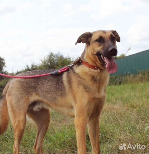 Молодой Лео давно сидит в заточении