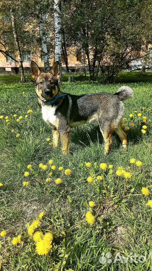 Собака бесплатно в добрые руки