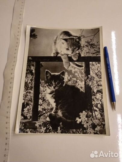 Ретро фото котики