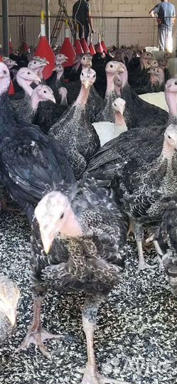 Индюшата подрощенные