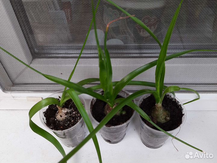 Индийский лук. Лечебное комнатное растение