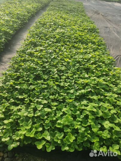 Рассада клубники Азия +,Альба, Мурано-ремонтант