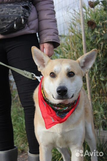 Лис - спокойный и добрый пес