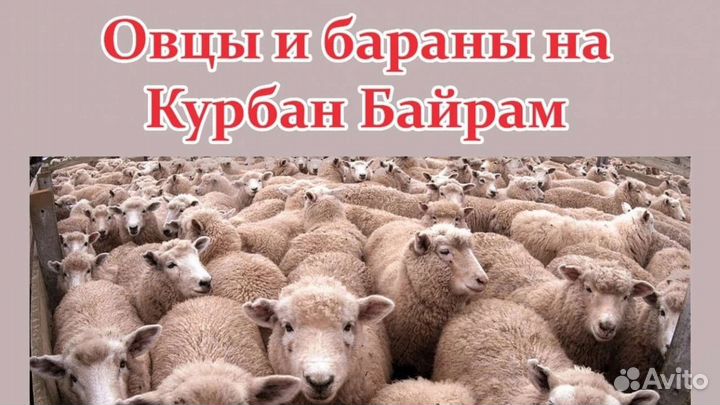 Овцы бараны