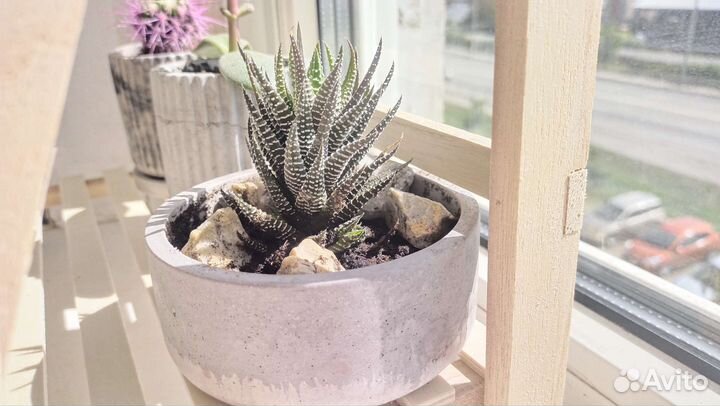 Кактусы и суккуленты, хавротии в кашпо