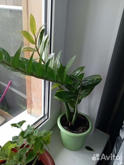 Диффенбахия