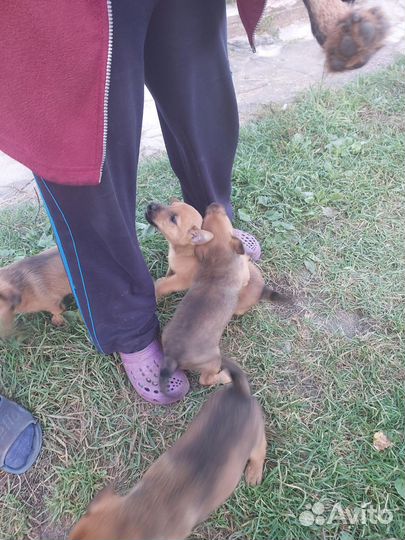 Щенки бесплатно