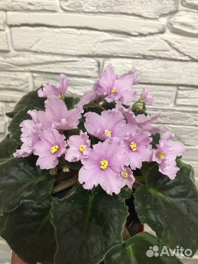 Фиалки детки