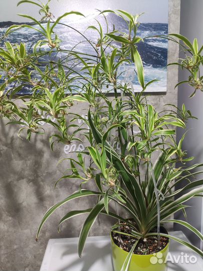 Хлорофитум