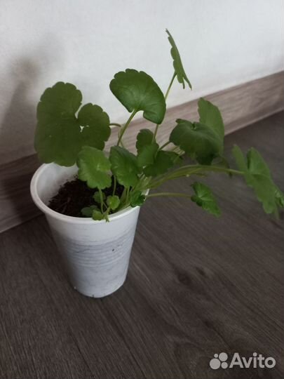 Будра - лекарственные травы