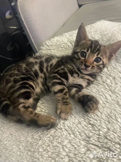 Бенгальские котята