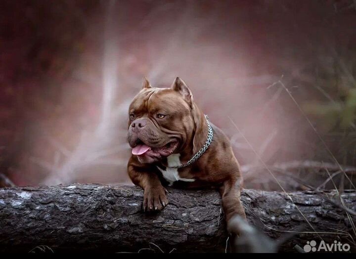 Кастрация, стерилизация,купирование ушей