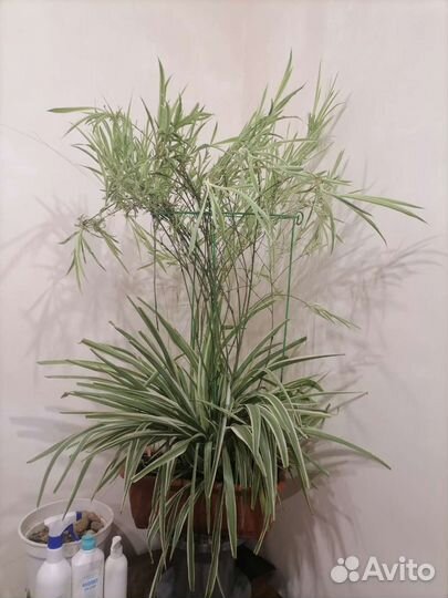 Хлорофитум (отростки)