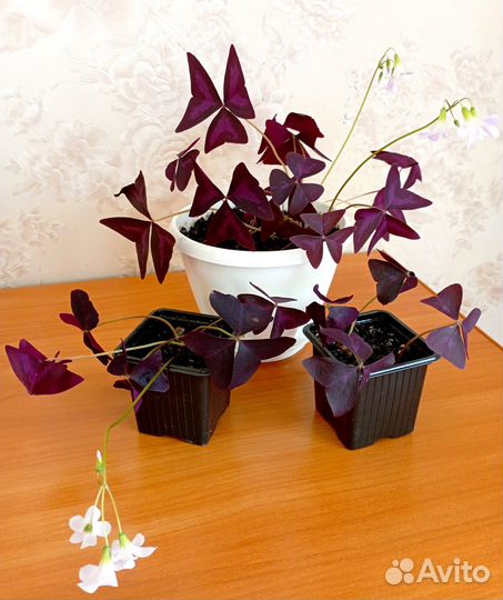 Комнатные цветы оксалис