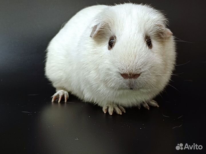 Морская свинка