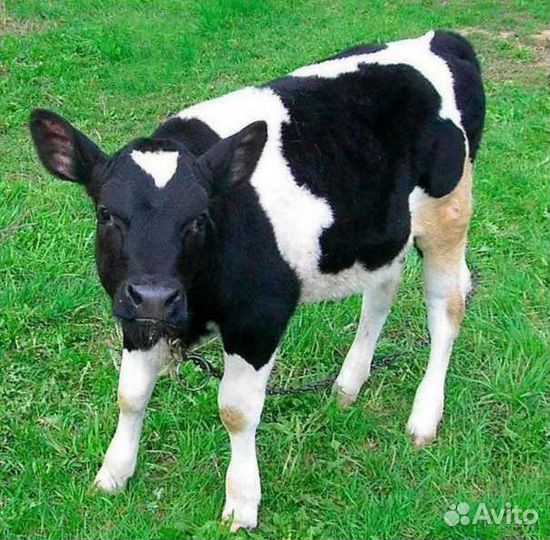 Телята бычки