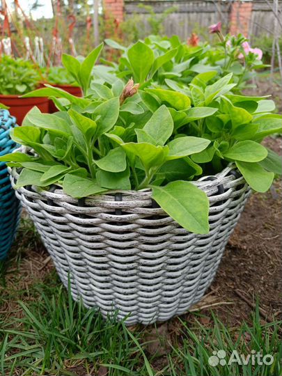 Готовые кашпо