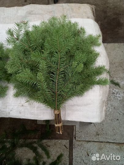 Пихтовые веники