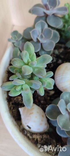 Суккуленты и кактус