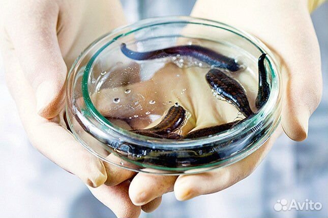 Пиявки медицинские (Выращенные)