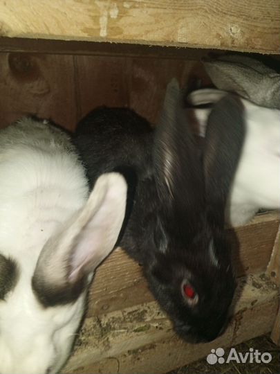 Кролики мясных пород