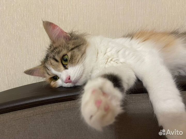 Кошка в дар