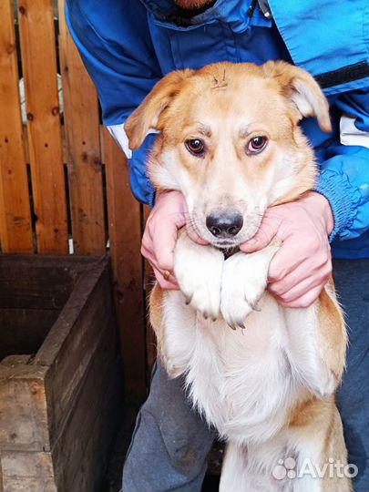 Девоска собака