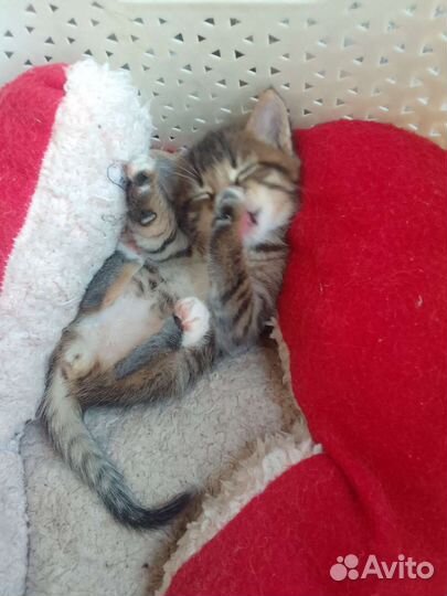 Котята в дар