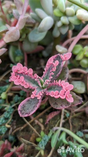 Суккуленты в ассортименте