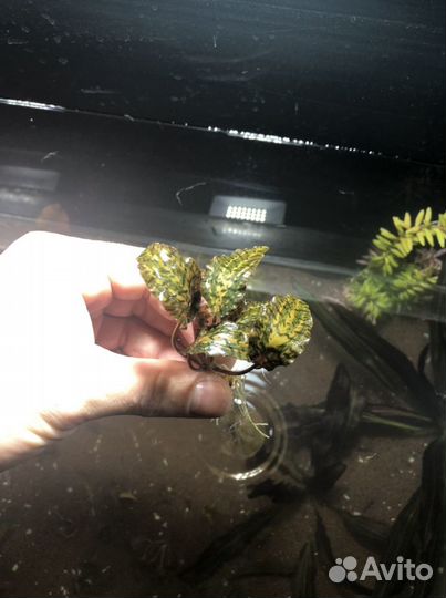 Аквариумные растения