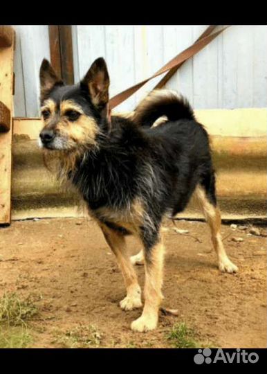 Барни с большим сердцем, ищет дом