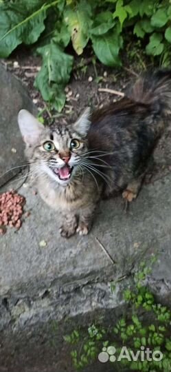 Кошечка котёнок