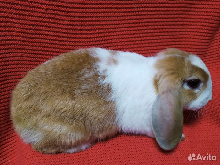 Кролик вислоухий, разные окрасы