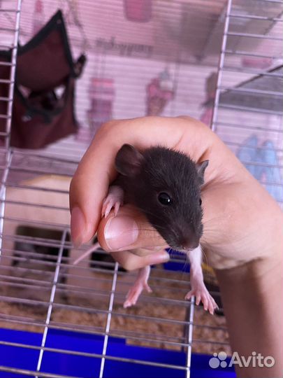 Крысята дамбо