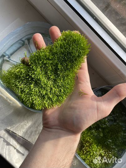 Риччия (Аквариумное растение)