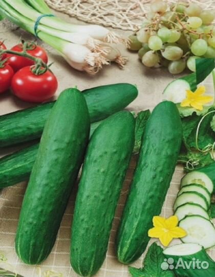 Огурец Русский Деликатес - салатный F1 (уд) 12 шт