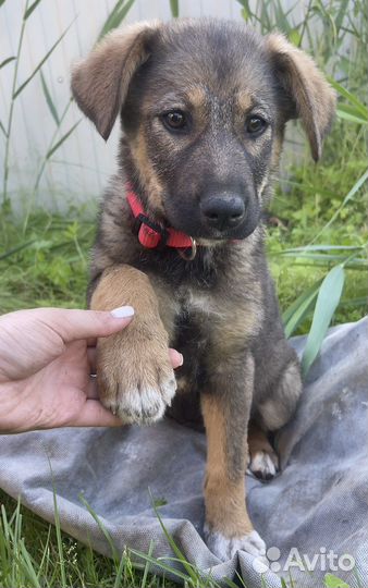 Щенок девочка в добрые руки