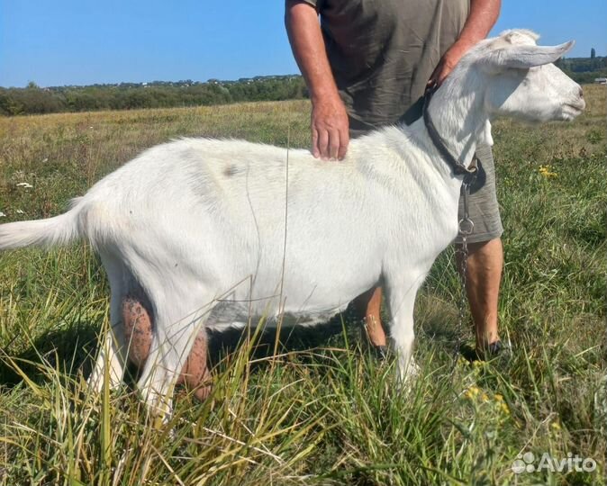 Дойная коза