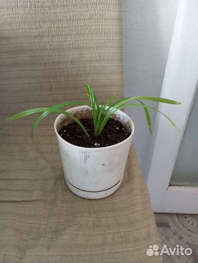 Пальма пандаус