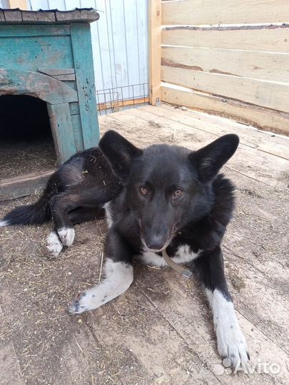 Собака в добрые руки