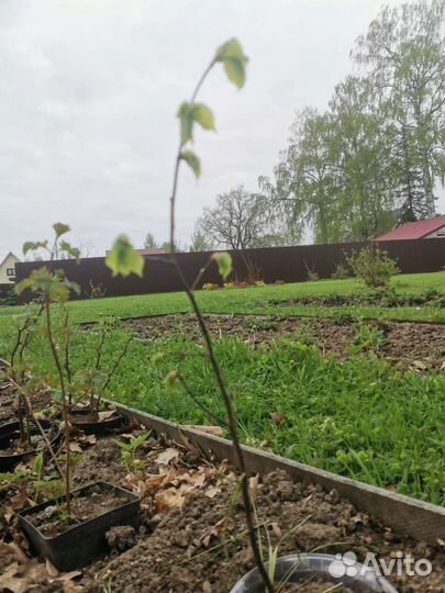 Саженцы липы