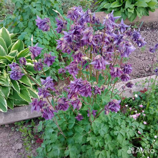 Рассада цветов